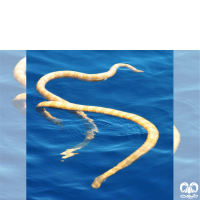 زیرخانواده مارهای دریایی Sea snakes